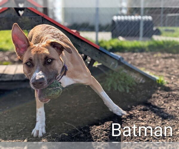 Medium Photo #2 Australian Kelpie-German Shepherd Dog Mix Puppy For Sale in McKinleyville, CA, USA