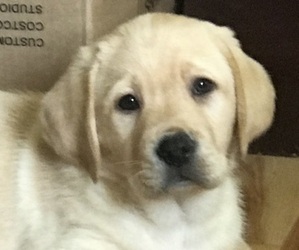 Labrador Retriever Puppy for sale in BARNEVELD, WI, USA