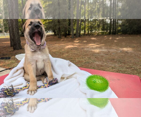 Medium Photo #2 German Shepherd Dog-Unknown Mix Puppy For Sale in The Woodlands, TX, USA