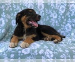 Small Photo #12 Australian Shepherd-English Shepherd Mix Puppy For Sale in LAKELAND, FL, USA