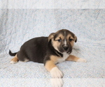 Small Photo #3 Mutt Puppy For Sale in SHILOH, OH, USA