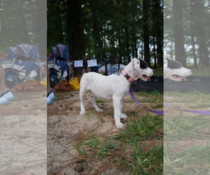 Patch - Sewing Litter - Female American Staffordshire Terrier-Unknown Mix Dog for Adoption - Photo #6