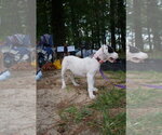 Small Photo #6 American Staffordshire Terrier-Unknown Mix Puppy For Sale in Holly Springs, NC, USA