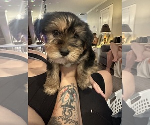 Yorkshire Terrier Puppy for sale in WINSTON SALEM, NC, USA