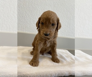 Goldendoodle Puppy for sale in CONROE, TX, USA