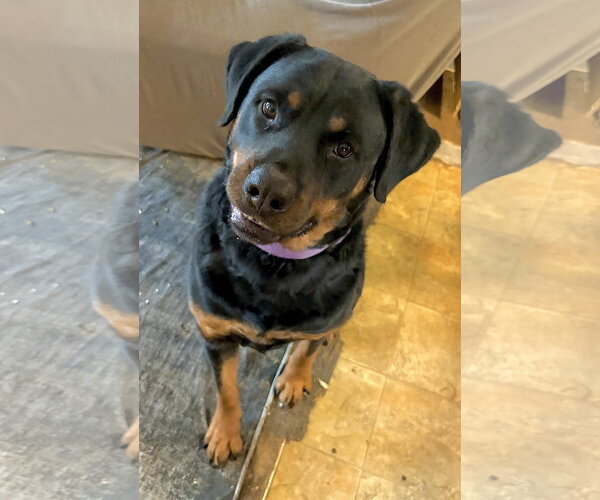 Medium Photo #1 Rottweiler Puppy For Sale in Staten Island, NY, USA