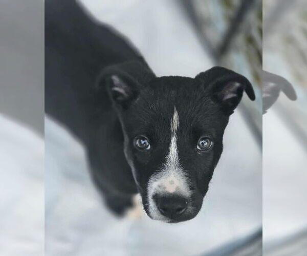 Medium Photo #4 American Pit Bull Terrier-Labrador Retriever Mix Puppy For Sale in Clarkston, MI, USA