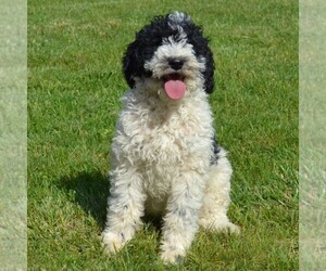 Poodle (Standard) Puppy for Sale in SHIPPENSBURG, Pennsylvania USA