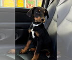 Small #1 Doberman Pinscher Mix
