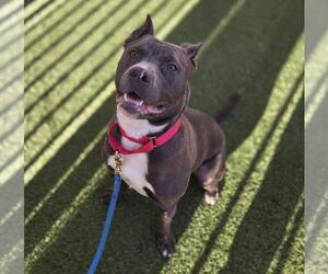 Mutt Dogs for adoption in Las Vegas, NV, USA