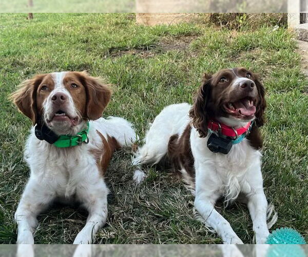 Medium Photo #5 Brittany Puppy For Sale in Curwensville, PA, USA