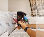 Small Photo #6 Miniature Australian Shepherd Puppy For Sale in JACKSONVILLE, FL, USA