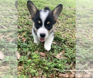 Pembroke Welsh Corgi Puppy for sale in BRANDON, FL, USA