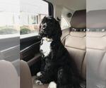 Small Photo #12 Portuguese Water Dog Puppy For Sale in RINGWOOD, NJ, USA
