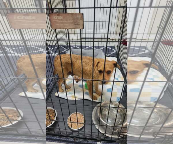 Medium Photo #4 Mutt Puppy For Sale in Brooksville, FL, USA