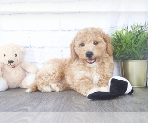 Goldendoodle (Miniature) Puppy for sale in RED LION, PA, USA