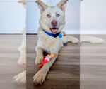 Small Labrador Retriever-Siberian Husky Mix