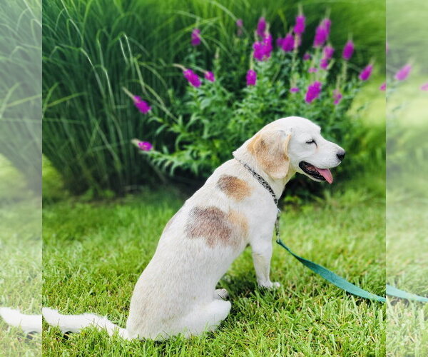 Medium Photo #6 Beagle-Unknown Mix Puppy For Sale in Germantown, OH, USA