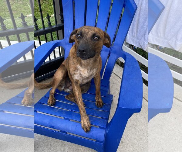 Medium Photo #7 Catahoula Leopard Dog-Unknown Mix Puppy For Sale in Spring, TX, USA