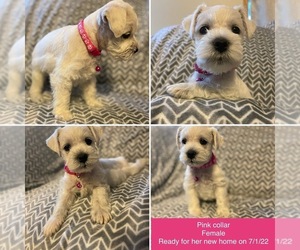 Schnauzer (Miniature) Puppy for sale in BACLIFF, TX, USA