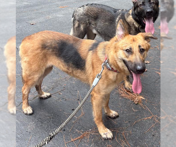 Medium Photo #2 German Shepherd Dog-Unknown Mix Puppy For Sale in Decatur, GA, USA