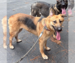 Small #1 German Shepherd Dog Mix