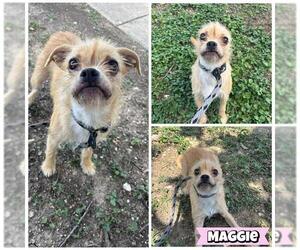 Mutt Dogs for adoption in San Antonio, TX, USA