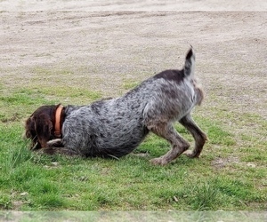 Mother of the German Wirehaired Pointer puppies born on 07/06/2022
