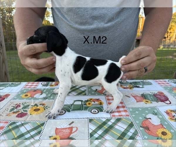 Medium Photo #8 German Shorthaired Pointer Puppy For Sale in ARGONNE, WI, USA