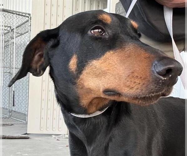 Medium Photo #1 Doberman Pinscher Puppy For Sale in Bakersfield, CA, USA