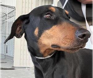 Doberman Pinscher Dogs for adoption in Bakersfield, CA, USA