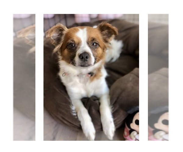Medium Photo #1 Papillon-Unknown Mix Puppy For Sale in Mooresville, NC, USA