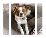 Small Papillon Mix