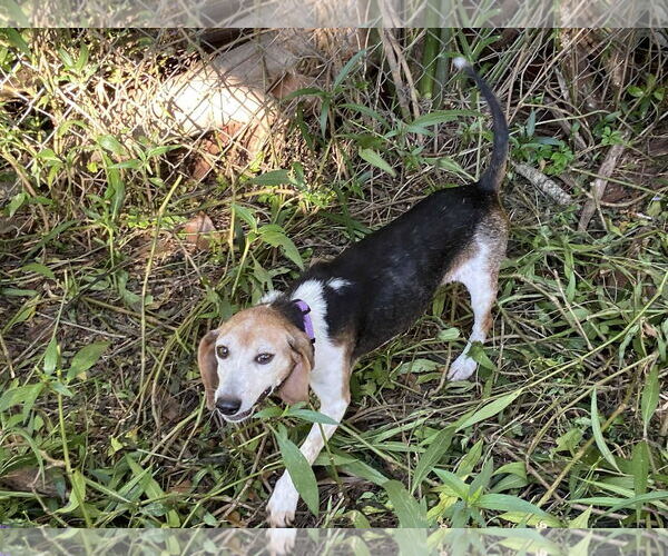 Medium Photo #9 Beagle Puppy For Sale in Tampa, FL, USA