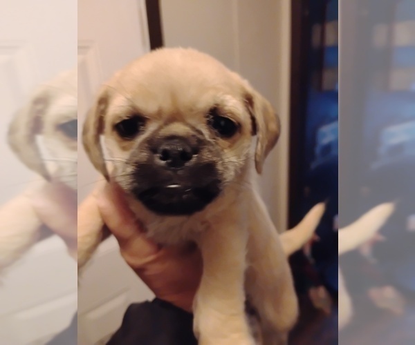 Medium Photo #1 Poodle (Toy)-Pug Mix Puppy For Sale in NEW WAVERLY, TX, USA