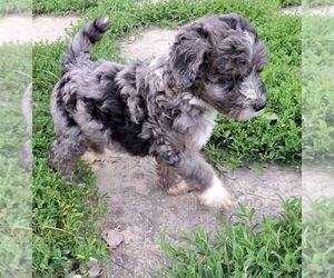Sheepadoodle Puppy for Sale in ASHVILLE, Ohio USA