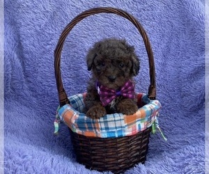 Cavapoo Puppy for sale in CAMPBELLSVILLE, KY, USA