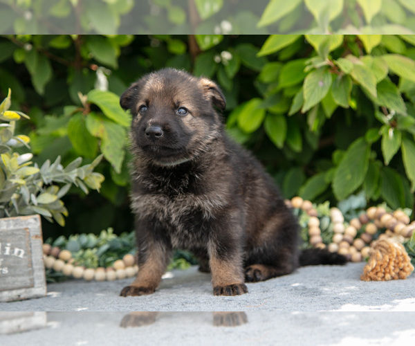 Medium Photo #6 German Shepherd Dog Puppy For Sale in SHIPSHEWANA, IN, USA