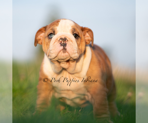 Medium Photo #10 English Bulldog Puppy For Sale in WARSAW, IN, USA