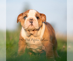 Small #3 English Bulldog