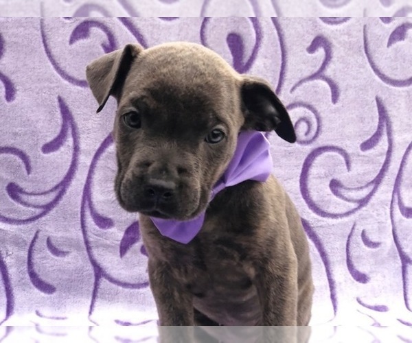 Medium Photo #4 Cane Corso Puppy For Sale in CLAY, PA, USA