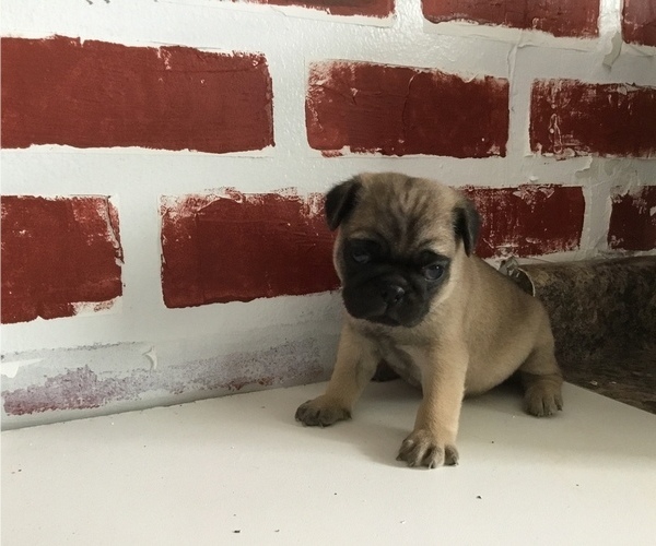 Medium Photo #1 Pug Puppy For Sale in FRANKTON, IN, USA