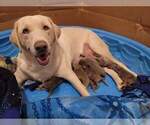 Small Photo #7 Labrador Retriever Puppy For Sale in HARLEM, GA, USA