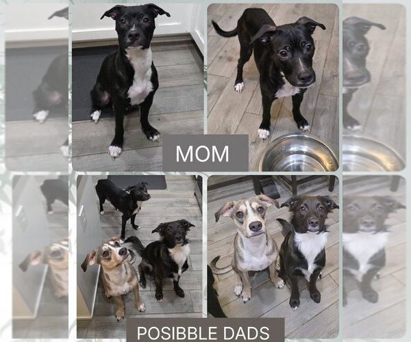 Medium Photo #9 Mutt Puppy For Sale in Mesa, AZ, USA