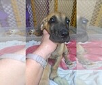 Small Photo #17 Great Dane Puppy For Sale in BURLESON, TX, USA