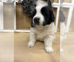 Puppy Coconut Newfoundland