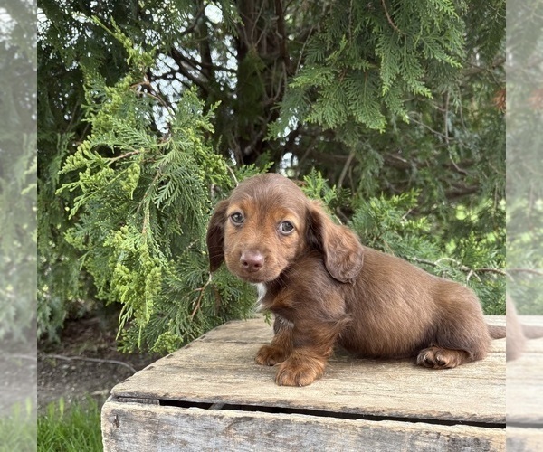 Medium Photo #1 Dachshund Puppy For Sale in MIDDLEBURY, IN, USA
