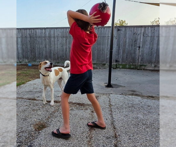 Medium Photo #5 Labrador Retriever-Unknown Mix Puppy For Sale in Houston, TX, USA