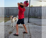 Small Photo #5 Labrador Retriever-Unknown Mix Puppy For Sale in Houston, TX, USA