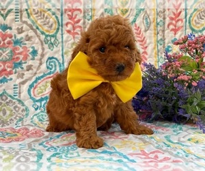 Poodle (Toy) Puppy for sale in LANCASTER, PA, USA